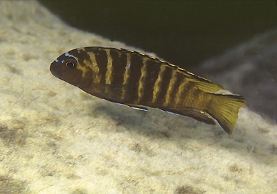 Maylandia sp. 'elongatus goldbar' Likoma Island